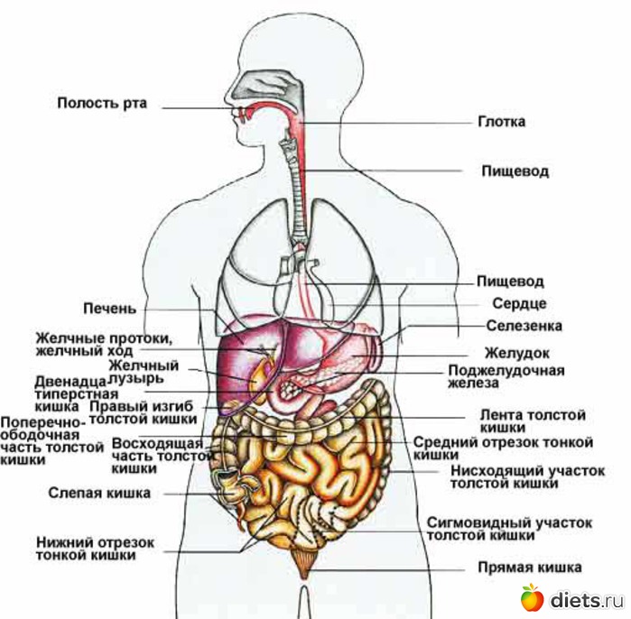 Органы, внутренние темуатлас анатомии человека вверху. Полостях лица