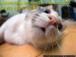 Молокочай. За или против.