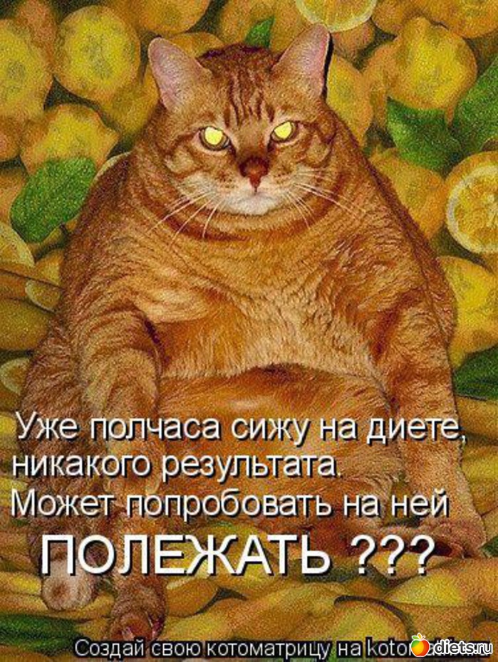 Про Кота И Диету