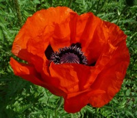 Всем здрасти.