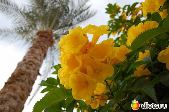 14 : Sharm El Sheikh 11/2010