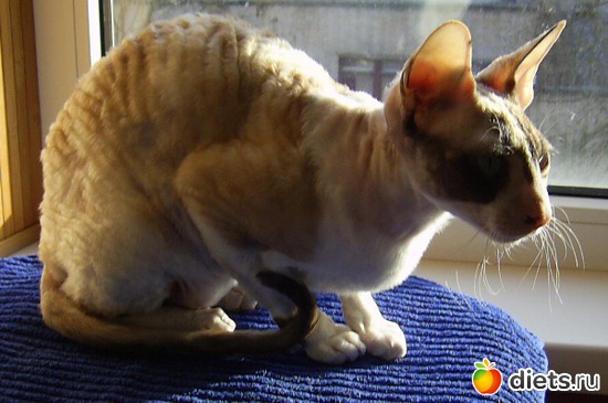 Кошка Дана, альбом: Кошка Дана