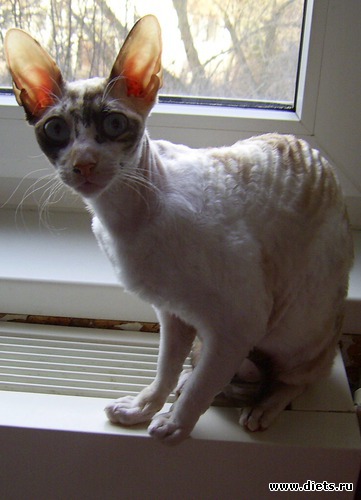 Кошка Дана, альбом: Кошка Дана