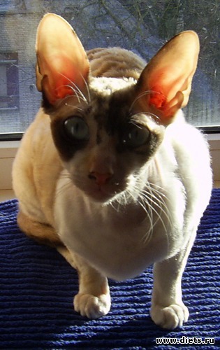 Кошка Дана, альбом: Кошка Дана