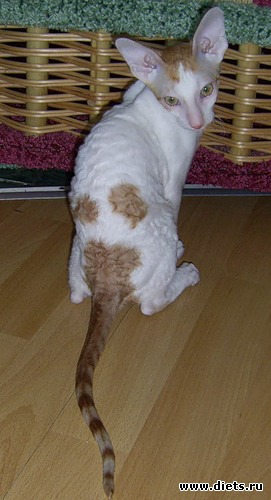 Кот Венди, альбом: Кот Венди