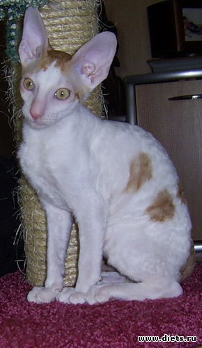 Кот Венди, альбом: Кот Венди