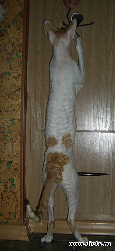 Кот Венди, альбом: Кот Венди