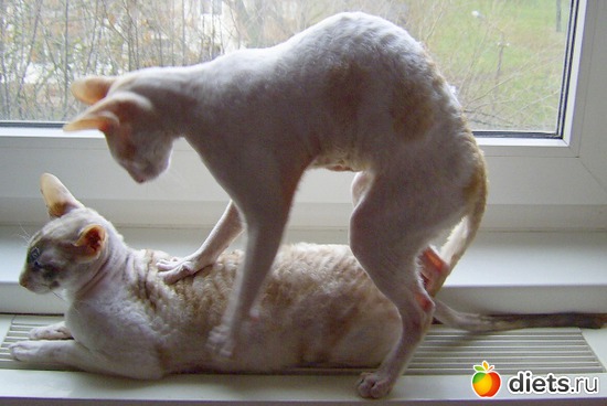 Кот Венди, альбом: Кот Венди