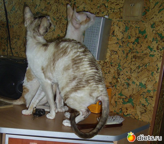 Венди и Дана, альбом: Мои корниш рексы