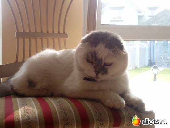 Бурунчик), альбом: Мои любимые пушистики :)