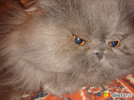 мой тошка, альбом: мои кошки