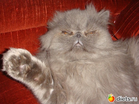 тоша, альбом: мои кошки