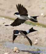 Если ласточки низко летают, значит, они объелись. День второй