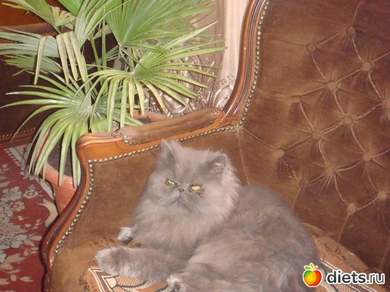 мой кот тошка, альбом: я моя семья