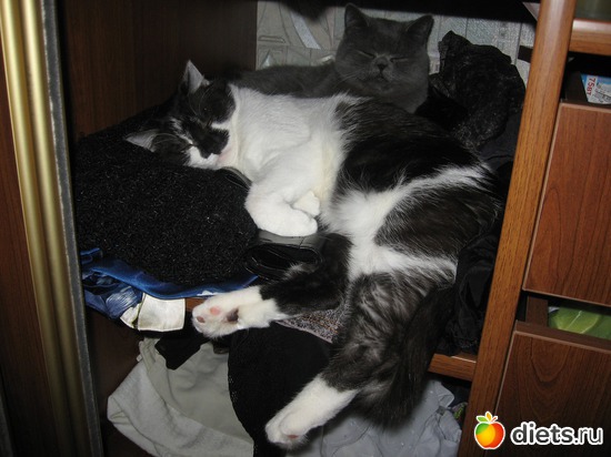 любимое место кошек шкаффф, альбом: Удивительное рядом