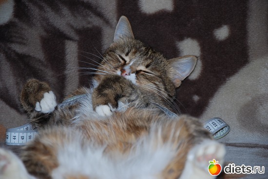 :), альбом: Кошка Чопа-Плюша