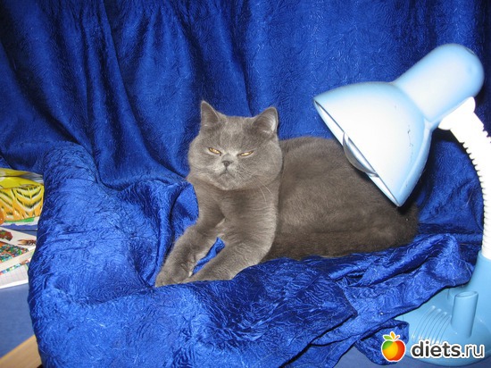 когда кошка как пума, альбом: Удивительное рядом