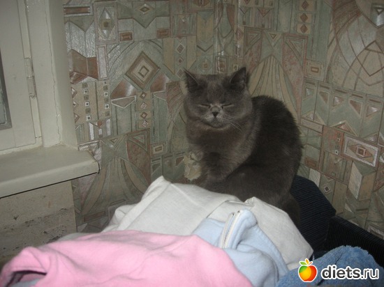 когда кошка как филин, альбом: Удивительное рядом