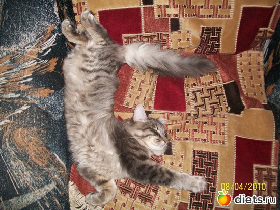 вот так мы спим, альбом: мои кошки и коты