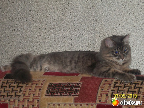 5 фото: мои кошки и коты