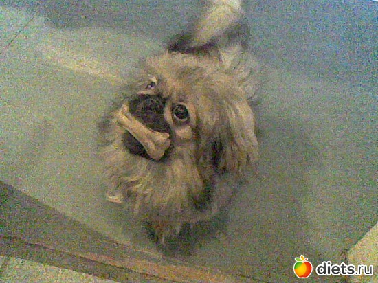 Первая игрушка, альбом: Моя Асюшка