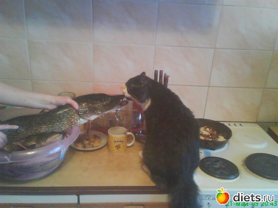 Знакомство с Щукой, альбом: Кисунька