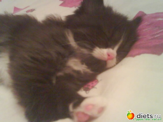 6 фото: Кисунька