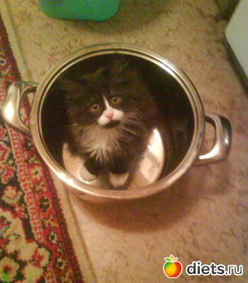 Суп с котом