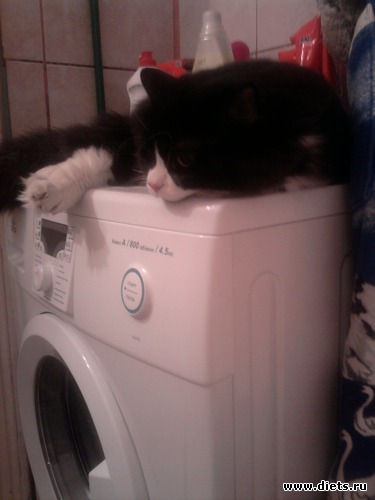 16 фото: Кисунька