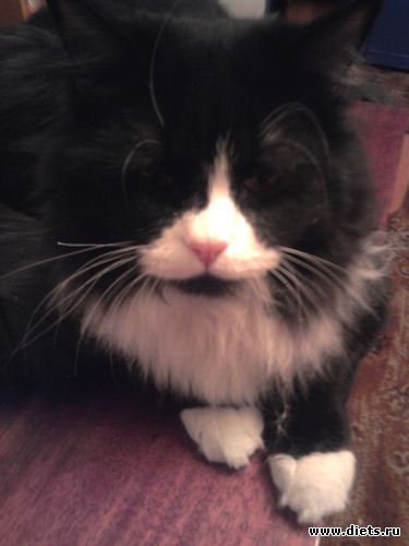 Глазки строит, альбом: Кисунька