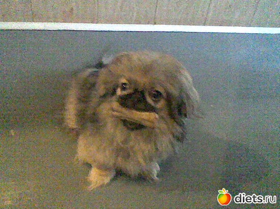 Кость - наша(собачья) радость!, альбом: Моя Асюшка