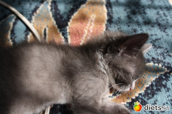 Kleo, : moi givotnie