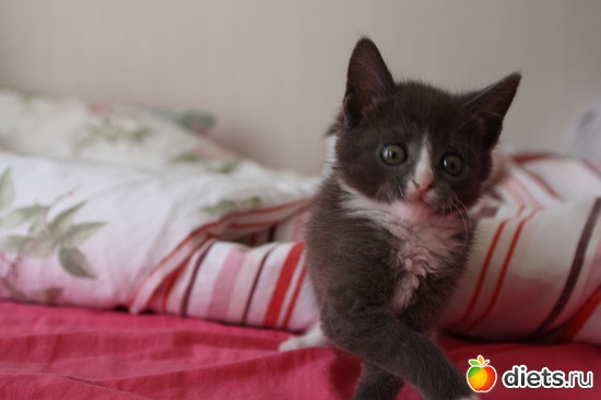 6 фото: moi givotnie