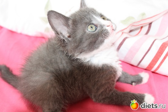 8 фото: moi givotnie