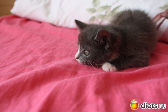 9 фото: moi givotnie