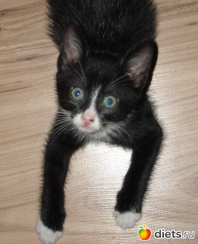 чудо-юдо, альбом: мой котэ Марсюша