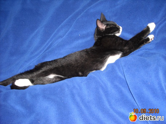 2 фото: мой котэ Марсюша