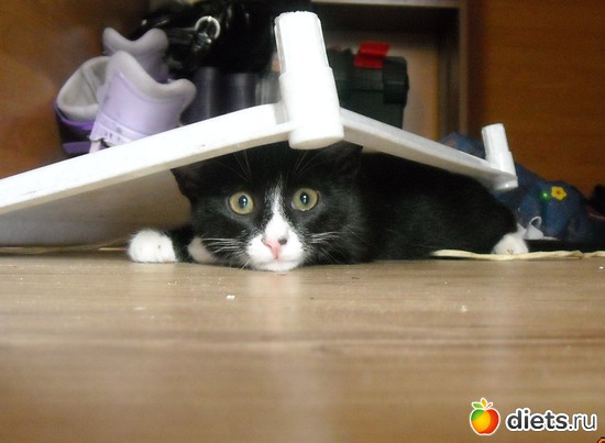 играем в прятки-2, альбом: мой котэ Марсюша