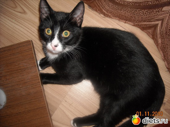 6 фото: мой котэ Марсюша