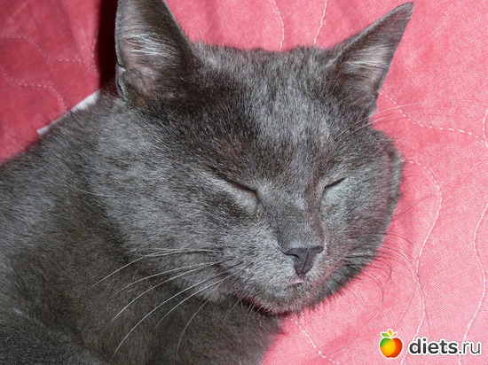 2 фото: Дымок