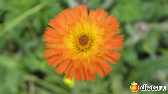 1 фото: Природа