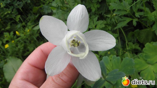 8 фото: Природа