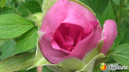 16 фото: Природа