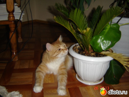 2 фото: разное