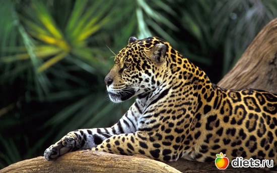 4 фото: Красивые обои