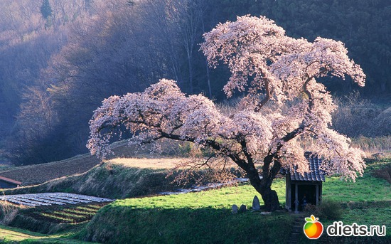 14 фото: Красивые обои