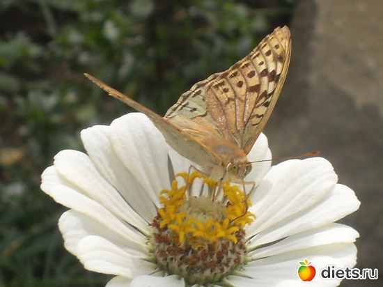 1 фото: Цветы в моём саду!