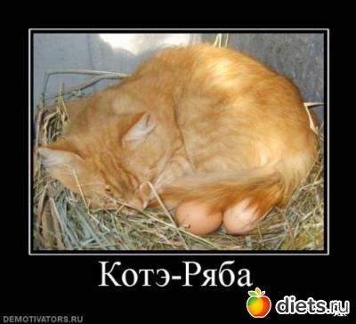 Кошки Мышки