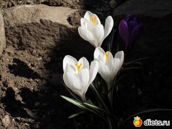 2 фото: Цветы в моём саду!