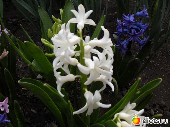 3 фото: Цветы в моём саду!